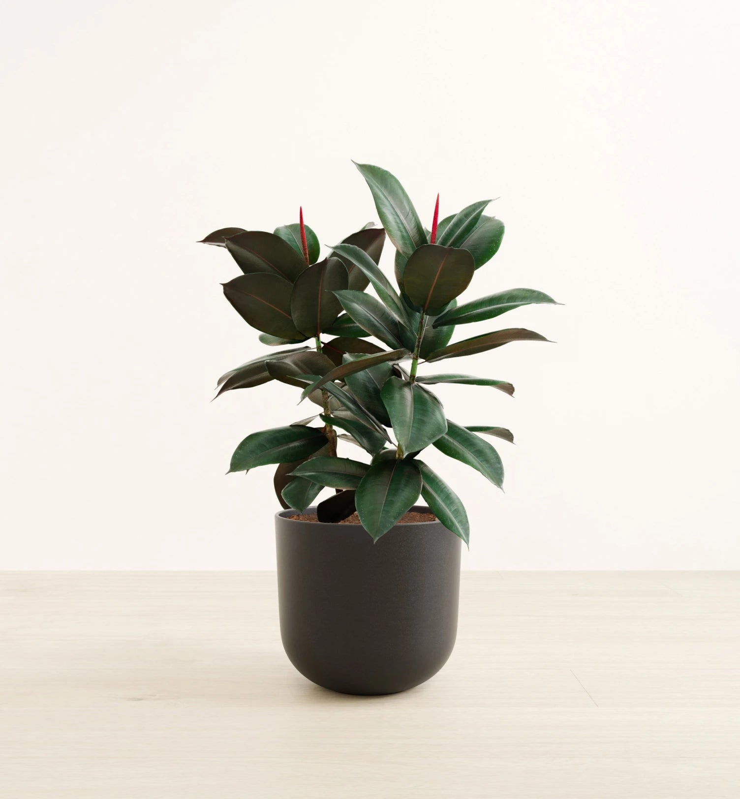 Rubber Tree